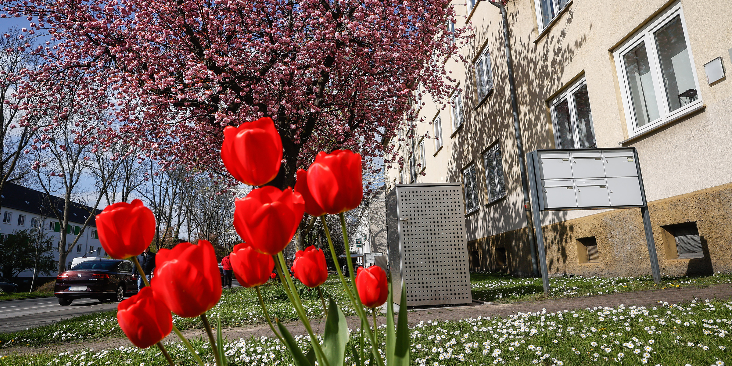 Rote Tulpen und Kirschblüten im Dortmunder Frühling.