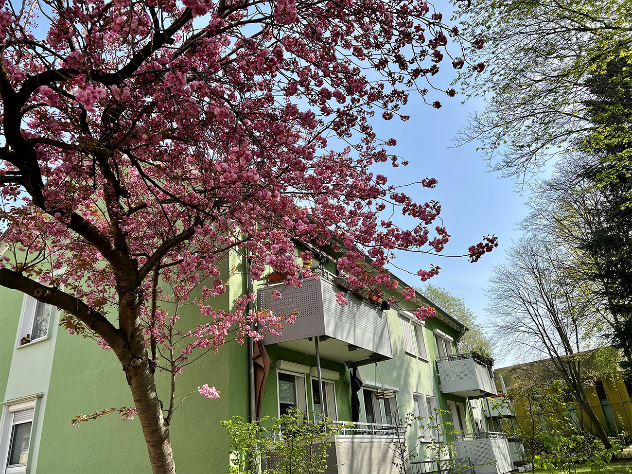Balkone eines Hauses mit einem blühenden Kirschblütenbaum davor.