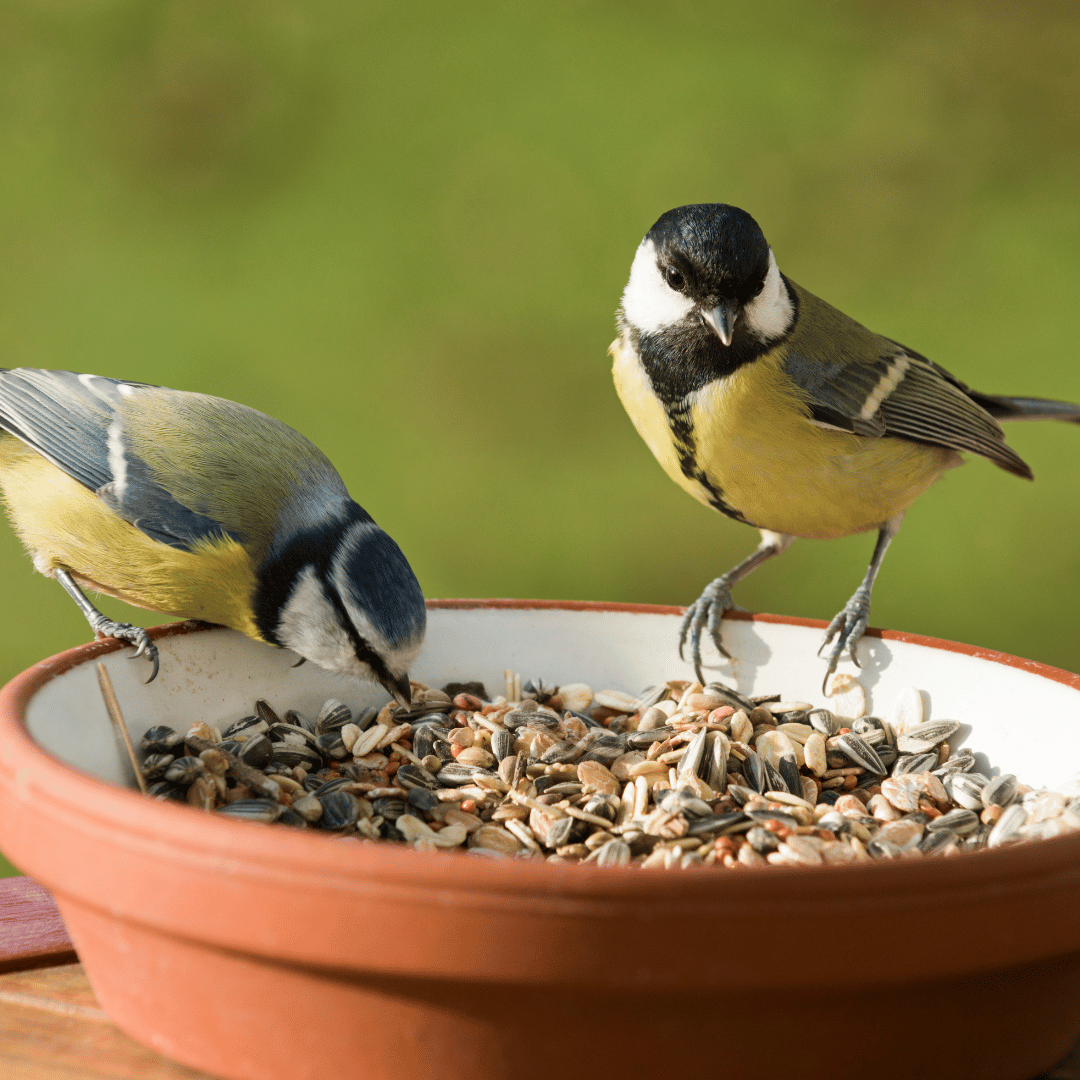Tipps zur sicheren und hygienischen Fütterung von Vögeln auf Balkon und Fensterbrett