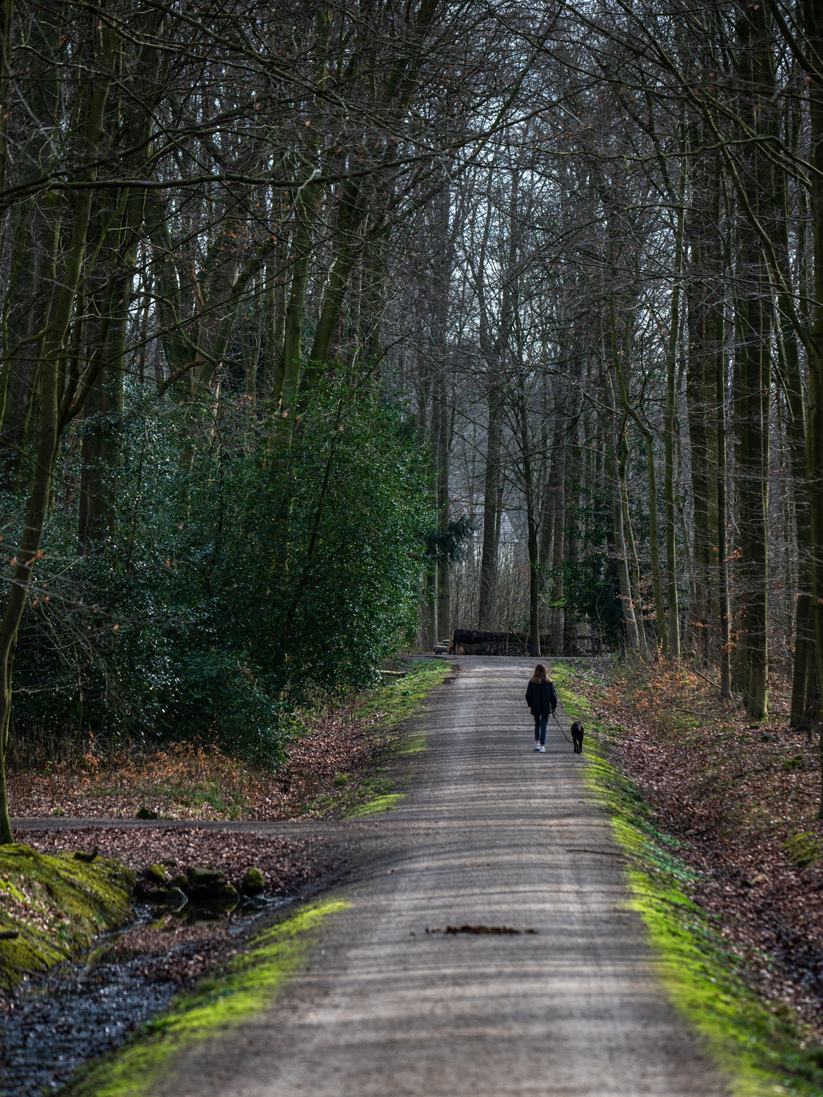 Langer Waldweg mit einem Spaziergänger in der ferne.