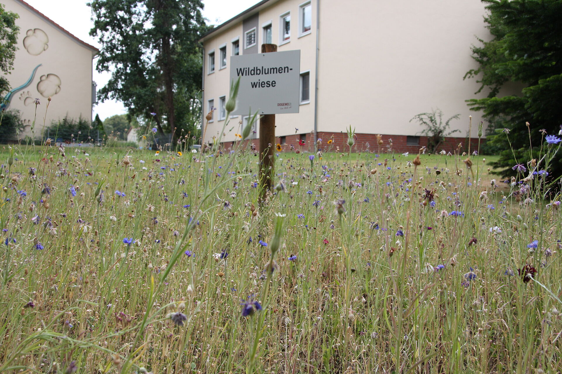 Bild einer Wildblumenwiese in der Stadt