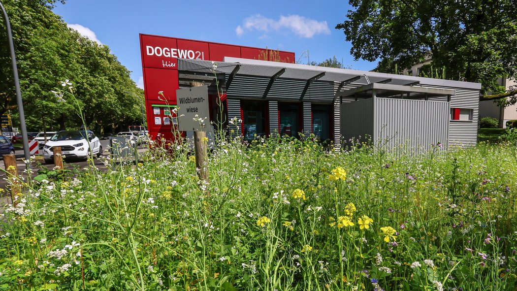 Dogewo21 Wildblumenwiese