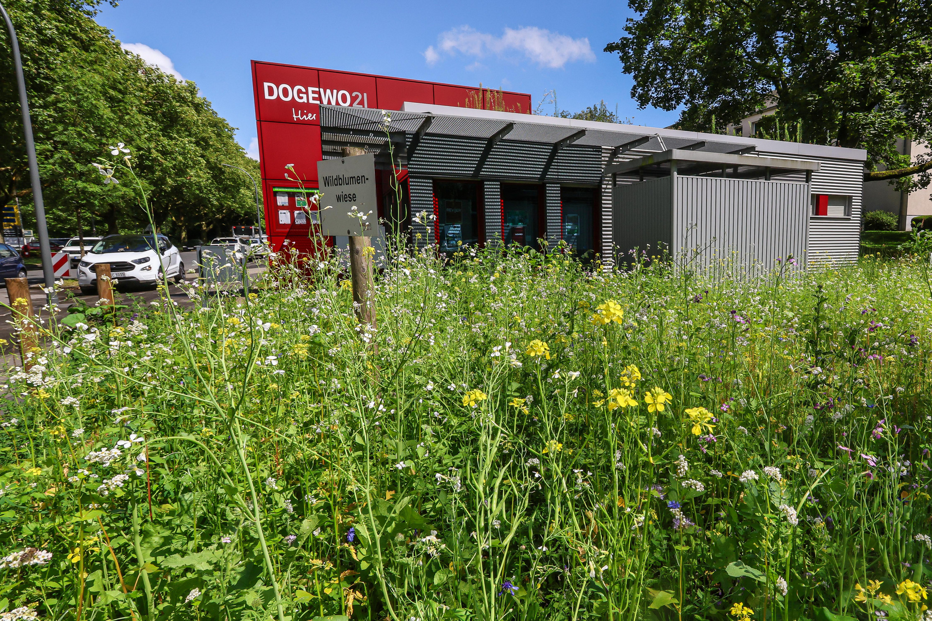 Es ist eine Wildblumenwiese zu sehen und im Hintergrund ein Servicebüro von DOGEWO21.