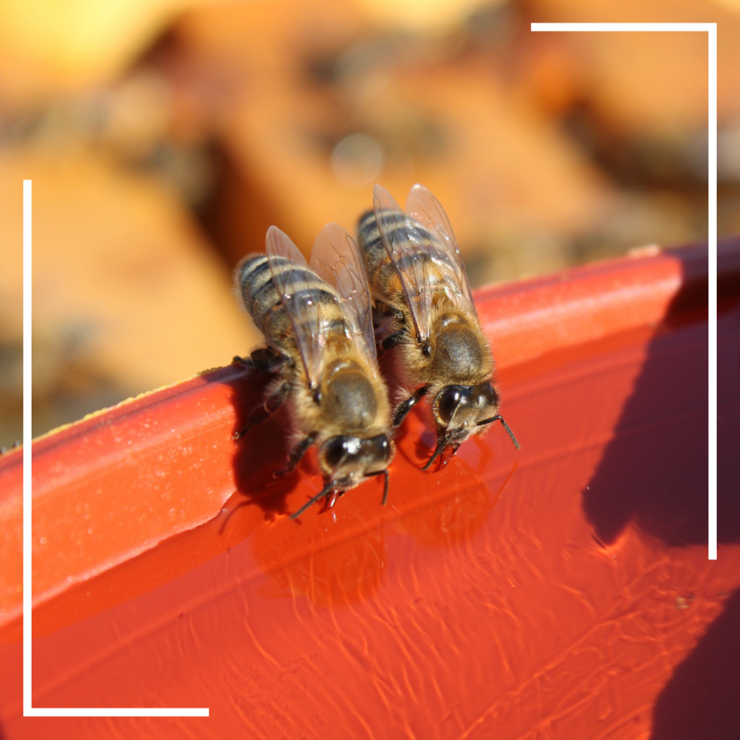 Bienen an einer Bienentränke