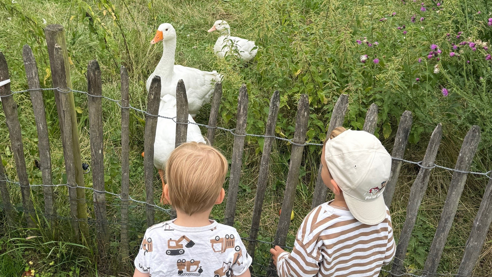 Zwei Kinder, die vor einer eingezäunten Wiese mit zwei Gänsen stehen