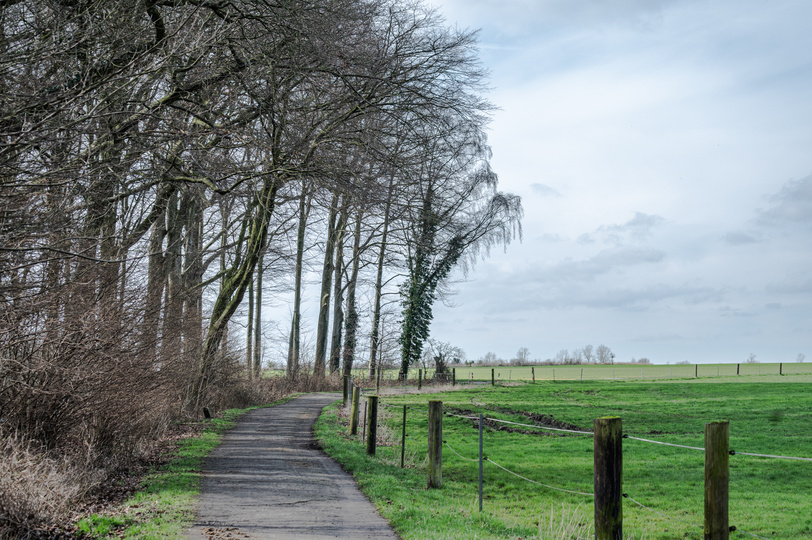 Blick von einem Spazierweg, der an ein Wald grenzt, auf ein grünes Feld. 