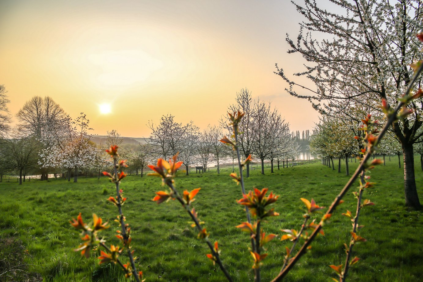 Blumen mit Wiese im Hintergrund bei Sonnenaufgang