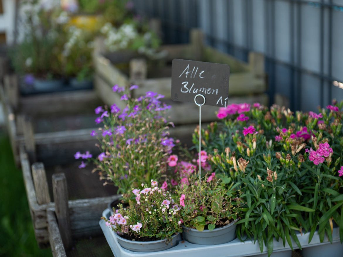 Lavendel und andere Blumentöpfe, die bei einem Blumenladen zum Verkauf stehen