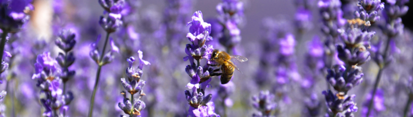Biene im Flieder