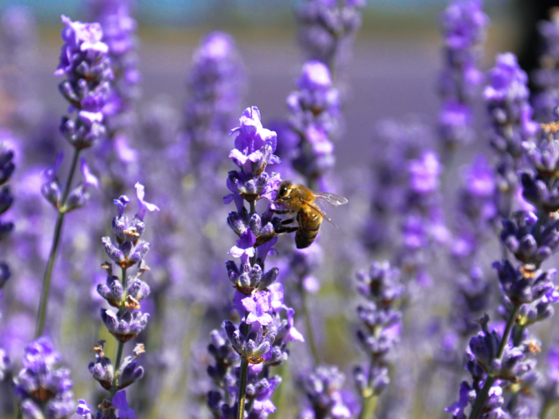 Biene im Flieder