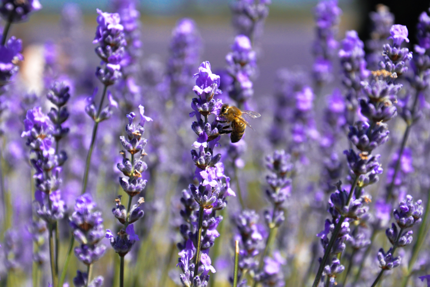 Biene im Flieder