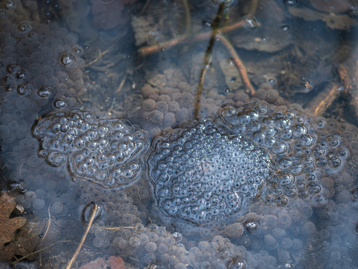 Froscheier im Wasser.