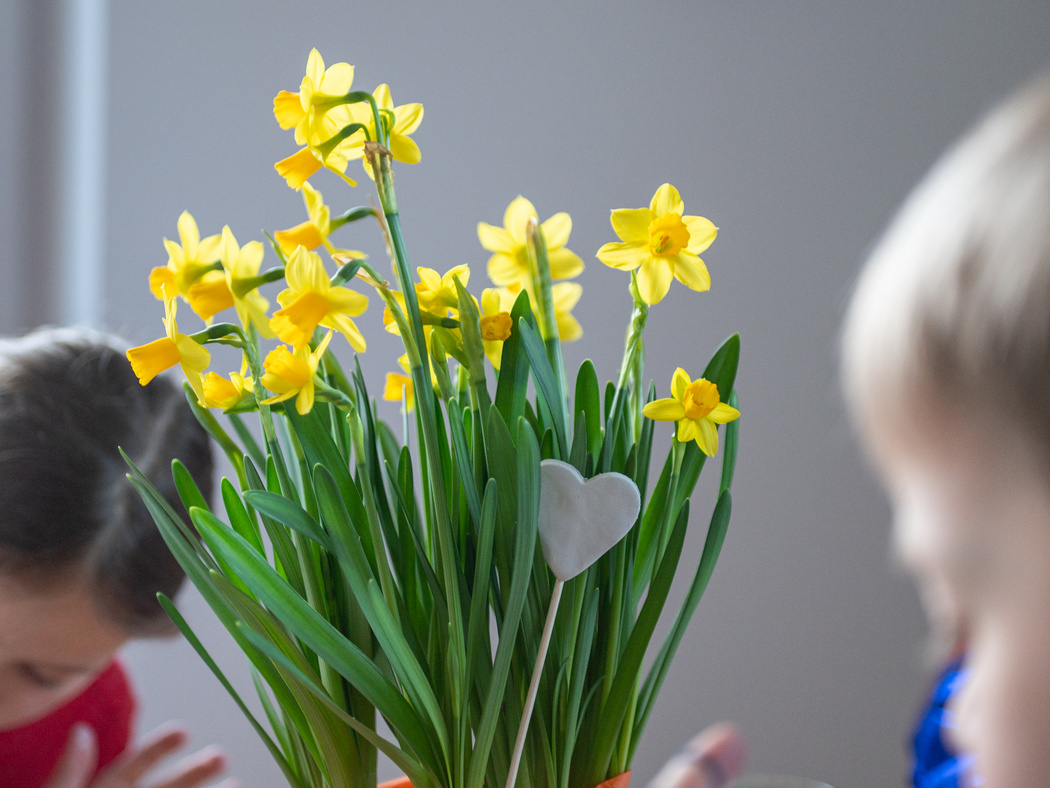 Osterglocken mit einem Herz-Stecker in der Vase.