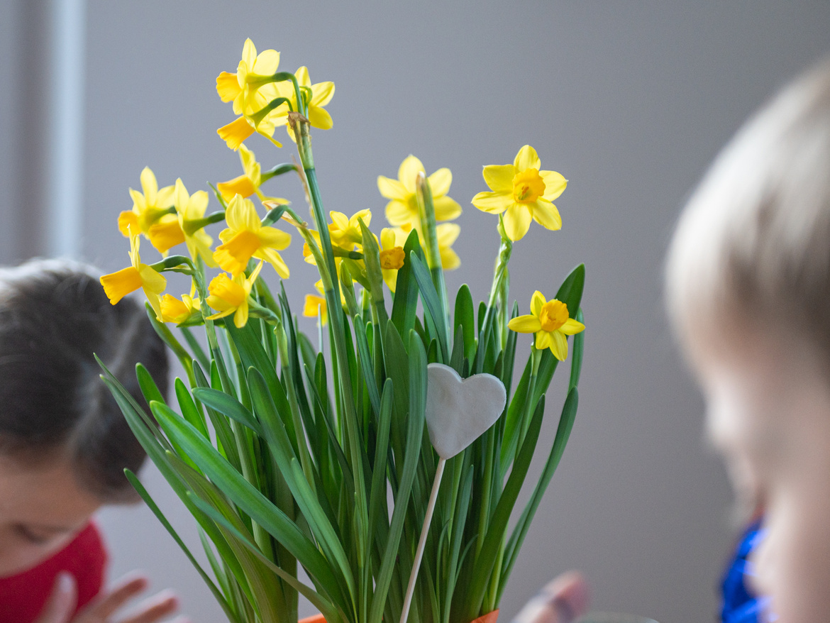 Osterglocken in einer Vase mit einem Herz-Stecker
