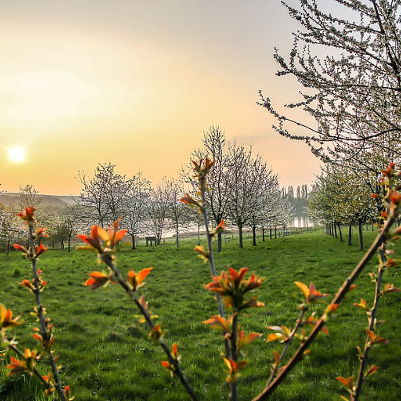 Blumen mit Wiese im Hintergrund bei Sonnenaufgang