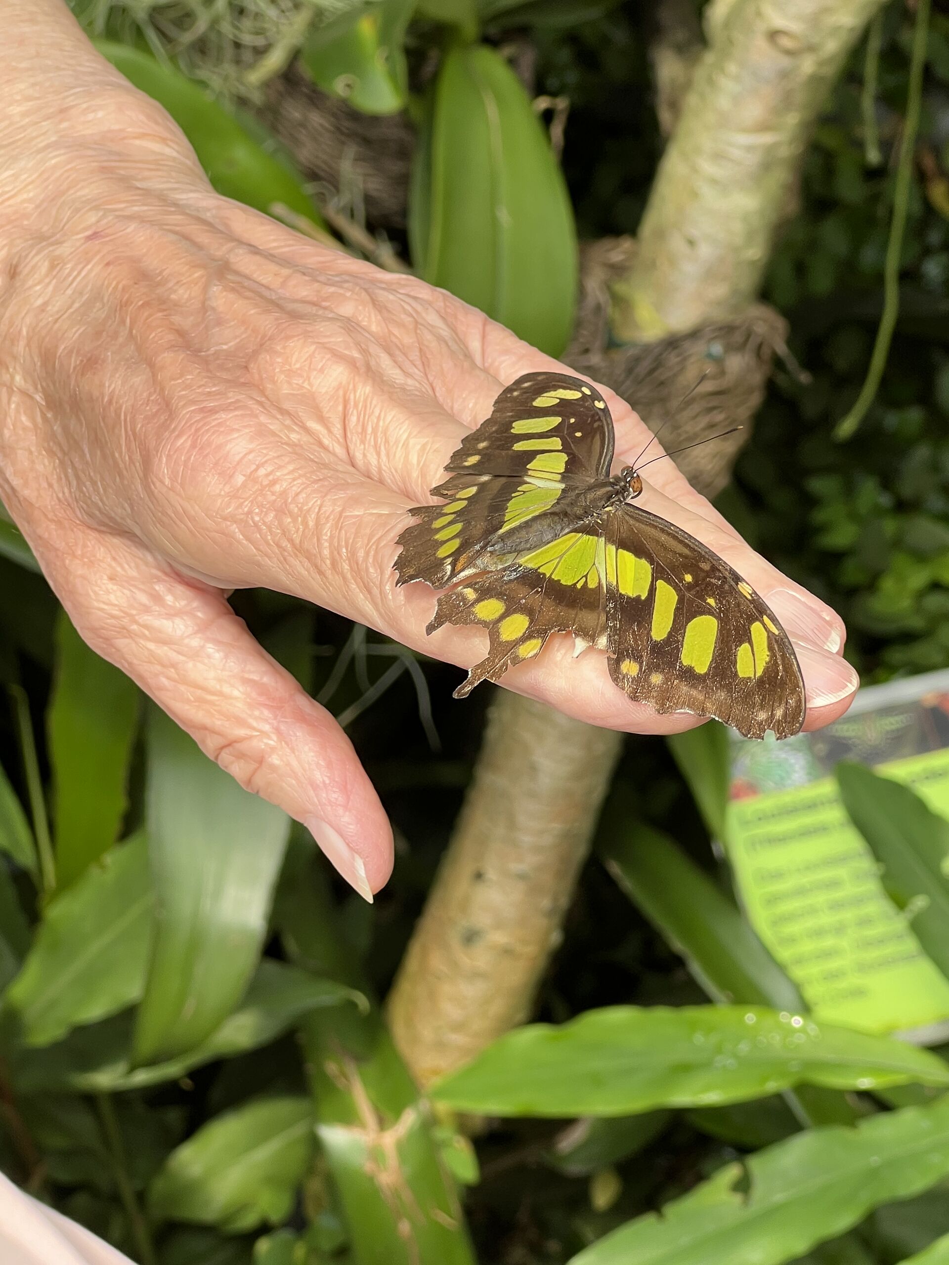 Schmetterling auf der Hand einer Frau
