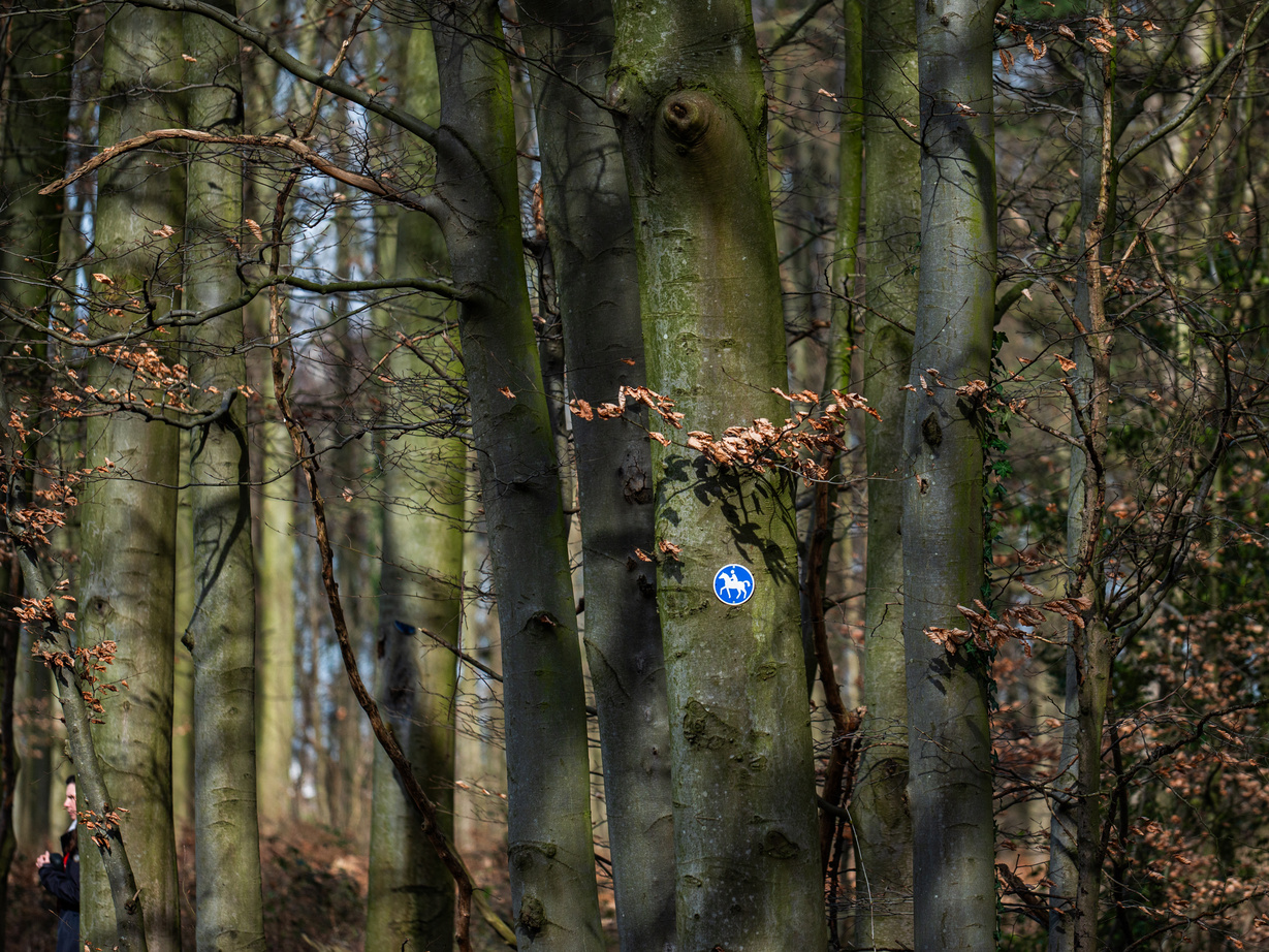 Bäume in Wald mit einem Schild auf dem ein Pferd zu sehen ist.
