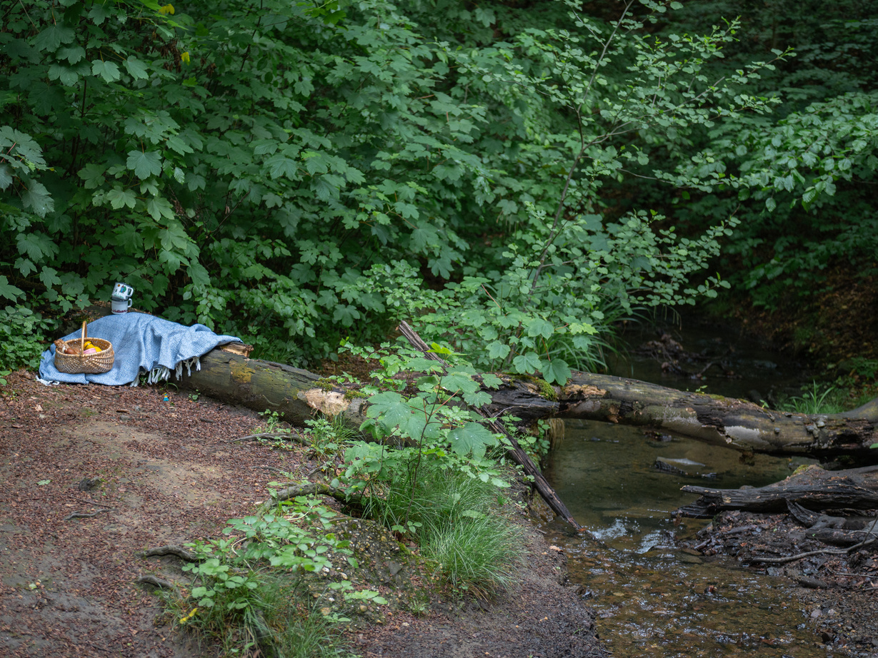 Ein gefüllter Picknick-Korb im Wald auf einem Baumstamm