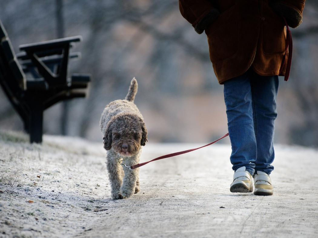 Ein Hund und die Beine eines Menschen beim Winterspaziergang auf einem gefrorenen Spazierweg mit gefrorener Wiese an de Seite.